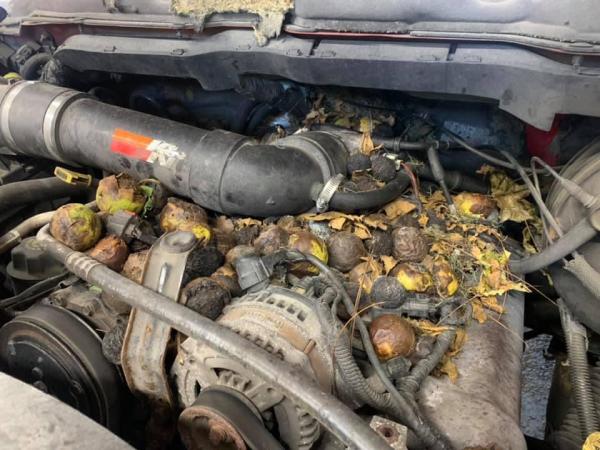 Shawn's Auto Repair